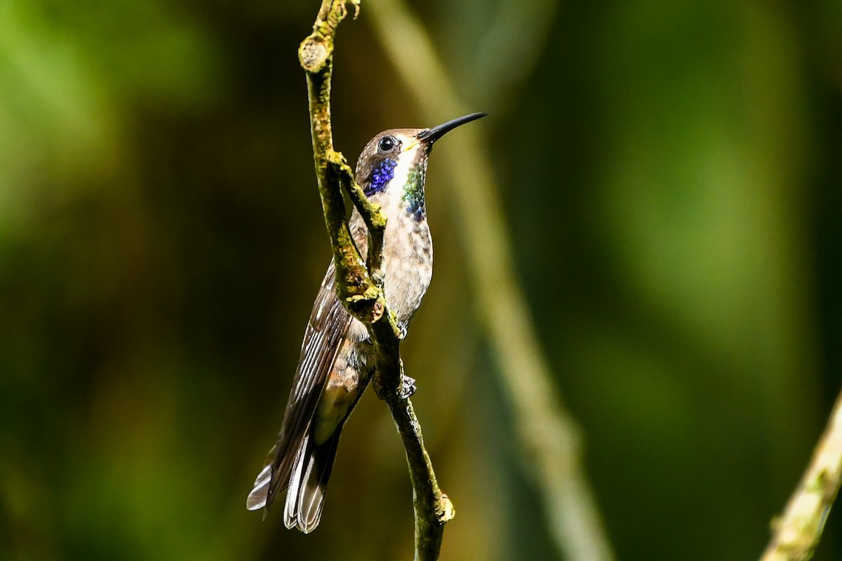 Brown Violetear - ML441272461