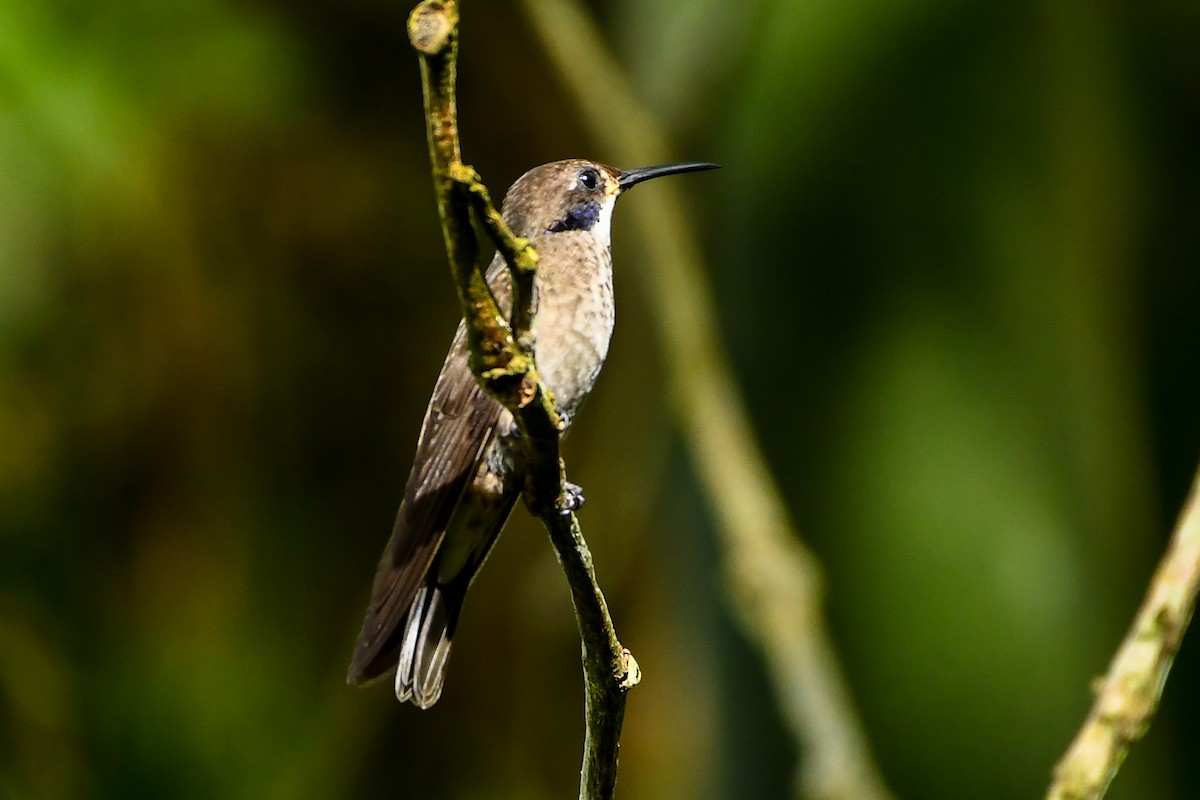 Brown Violetear - ML441272771