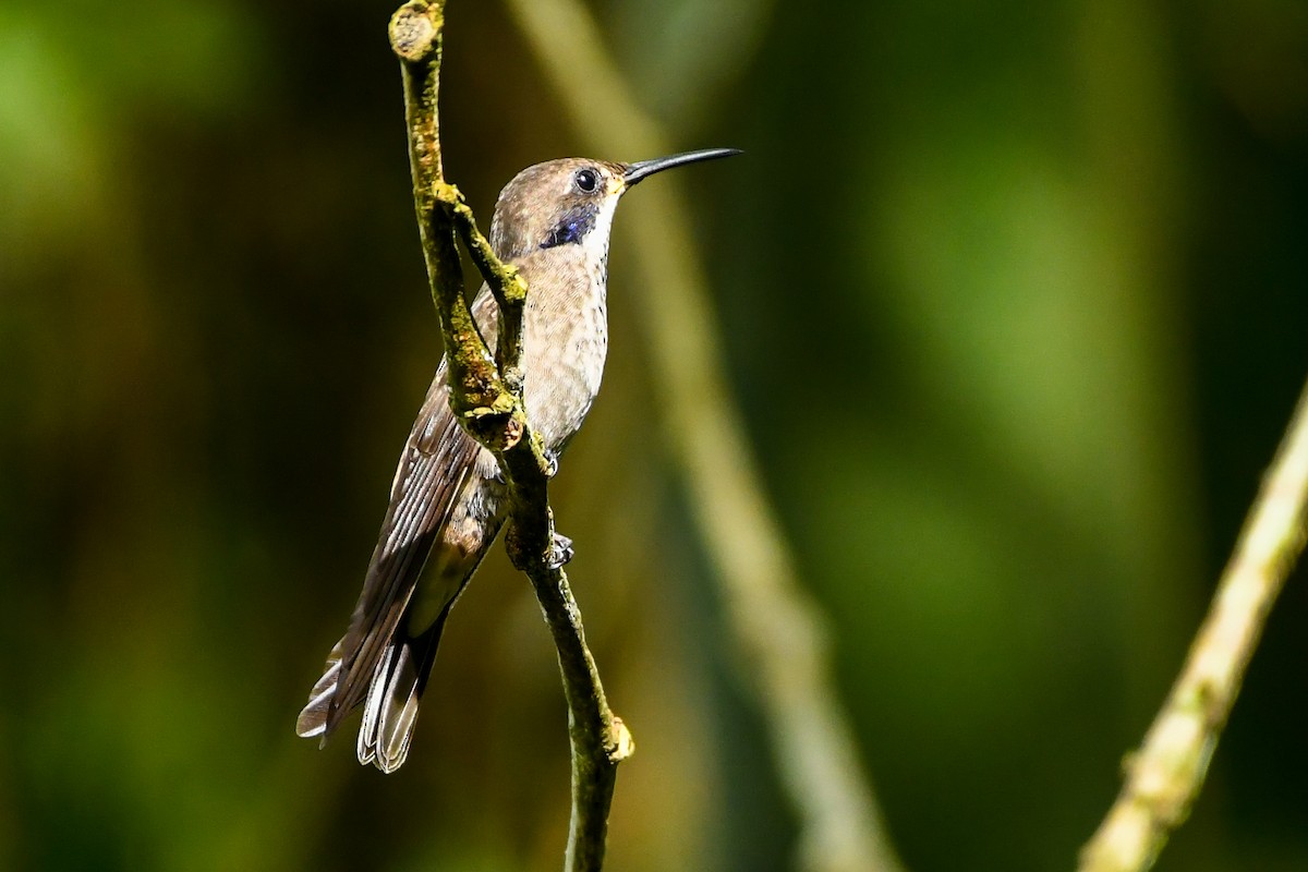 Brown Violetear - ML441272851