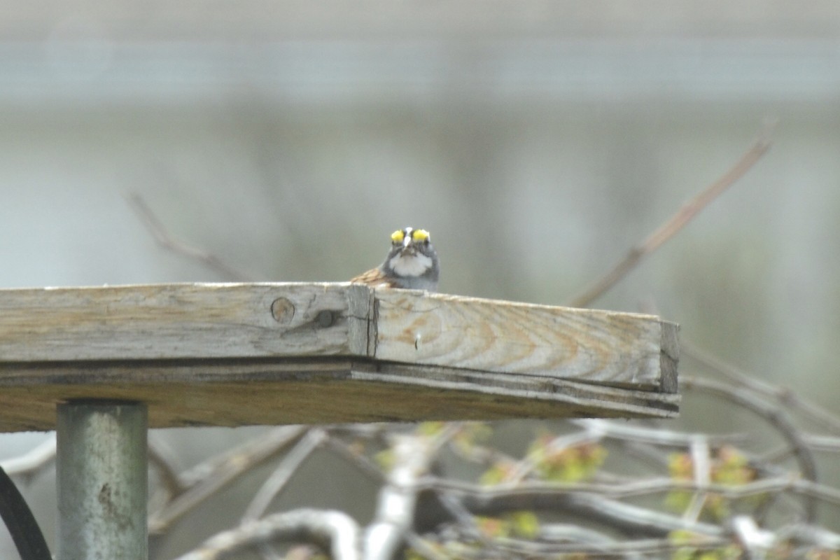White-throated Sparrow - Steve Mulgrew
