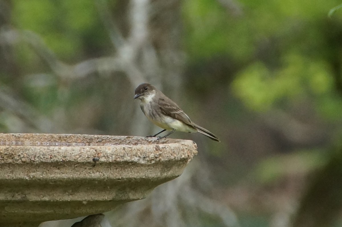 Eastern Phoebe - ML441273191