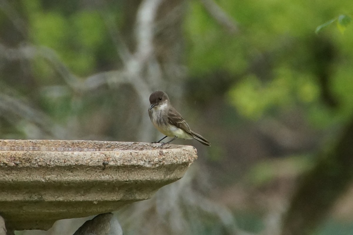 Eastern Phoebe - ML441273201