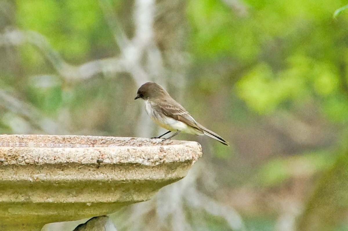 Eastern Phoebe - ML441273211