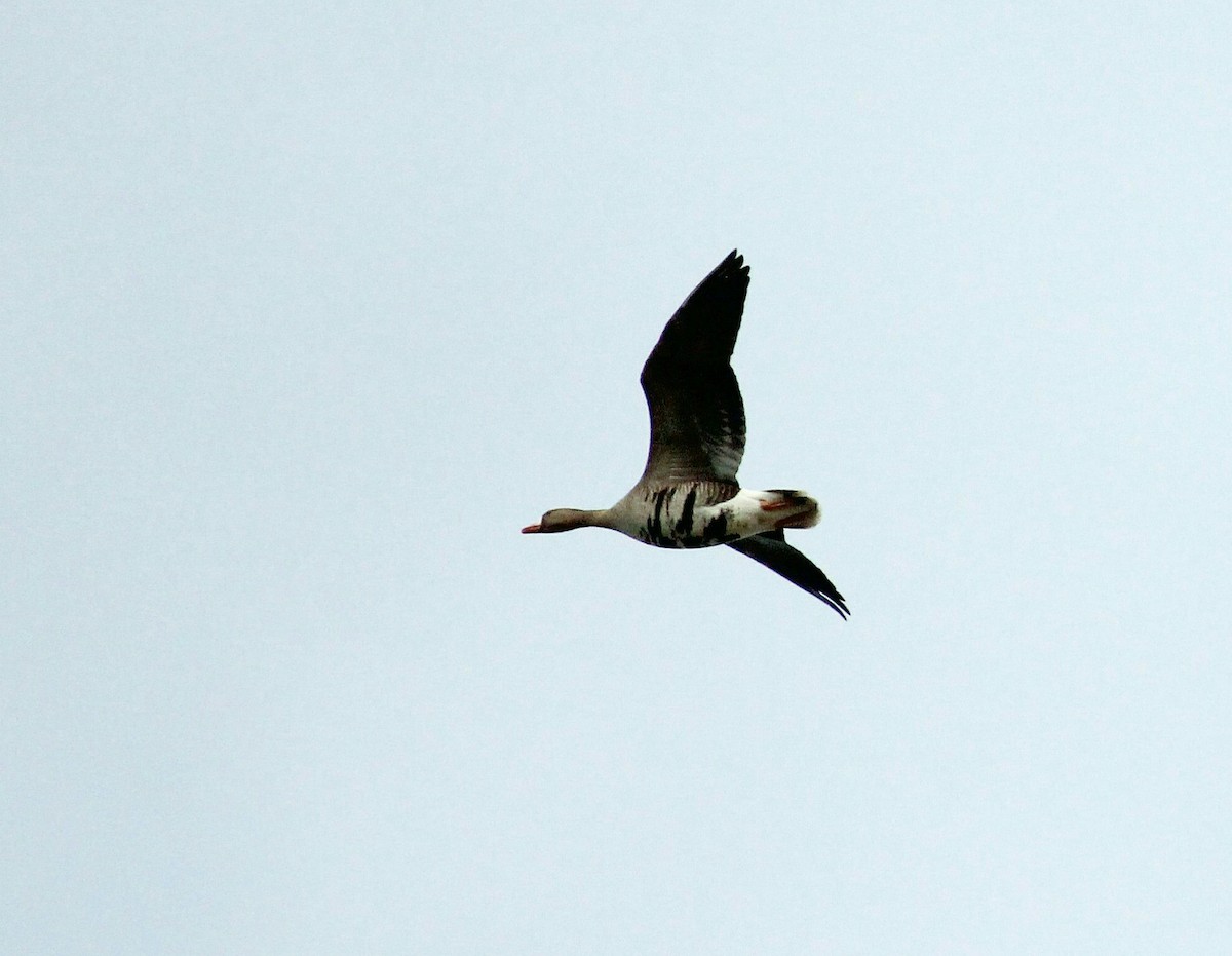 Greater White-fronted Goose - Мария Шведко