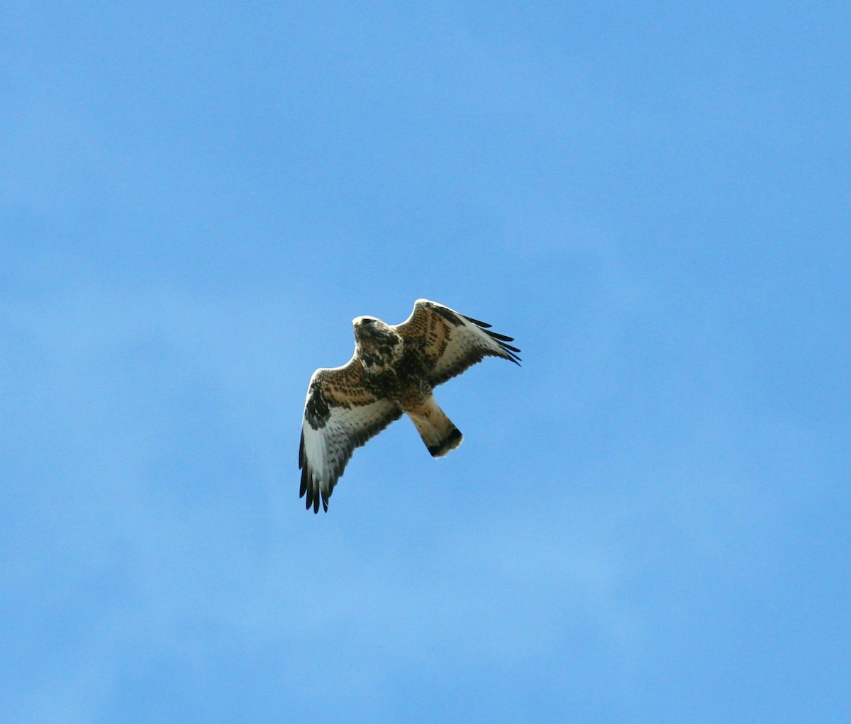 Rough-legged Hawk - ML441274021