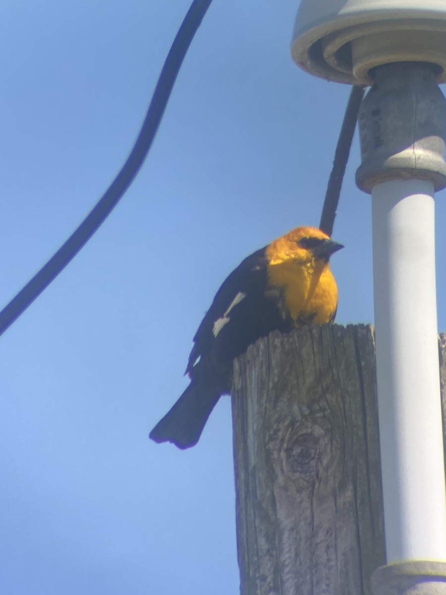 Yellow-headed Blackbird - Kevin Rybczynski