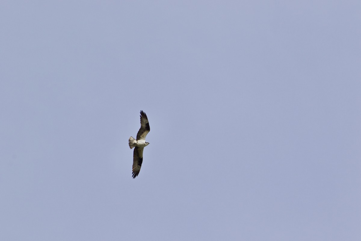 Osprey - ML441274481