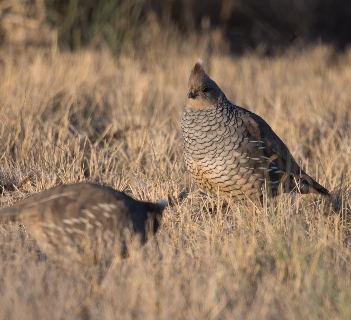 Scaled Quail - Lee Bush