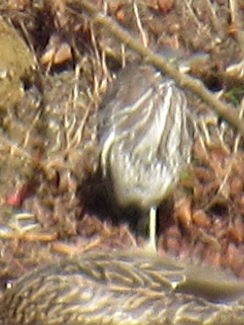 Grünreiher - ML44127551