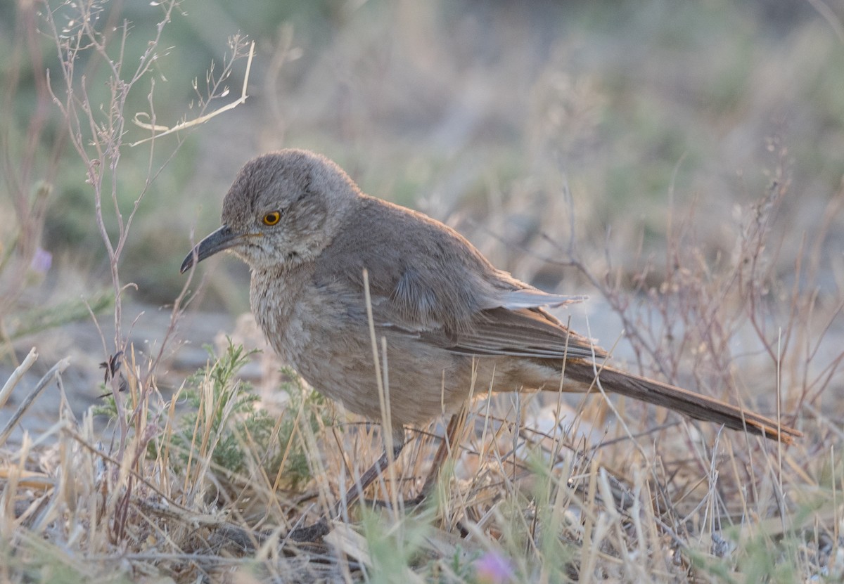 Bendire's Thrasher - ML441275971