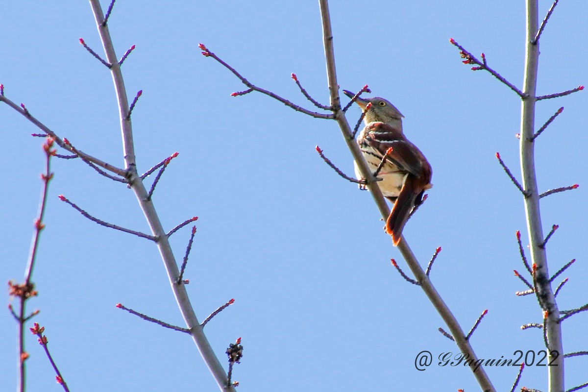 Brown Thrasher - ML441276641