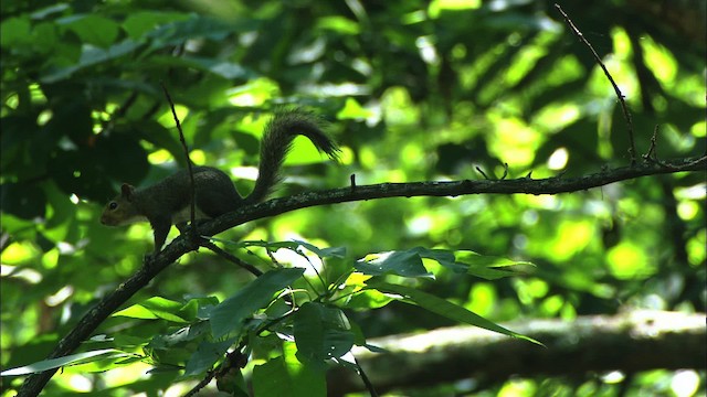 eastern gray squirrel - ML441277