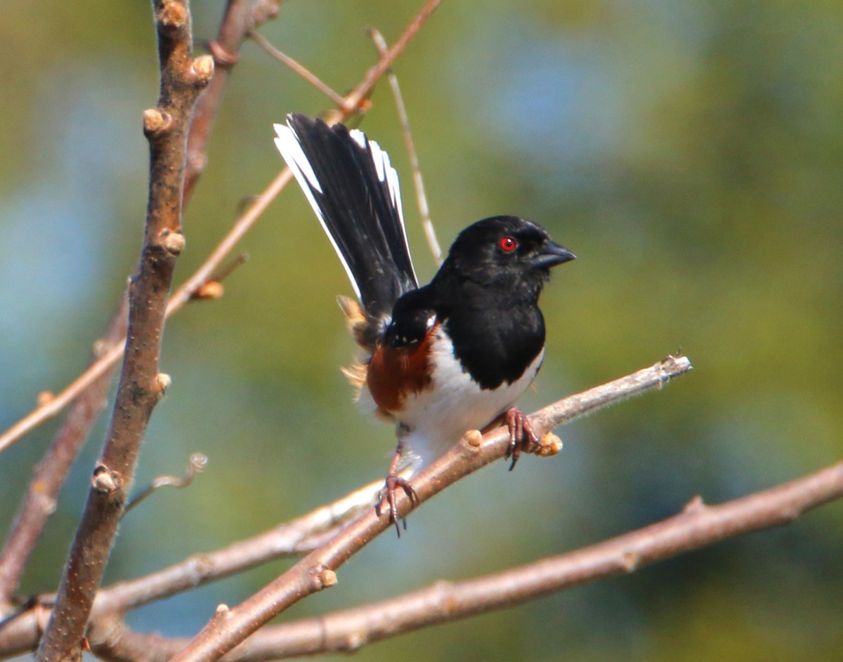 Eastern Towhee - ML441277081