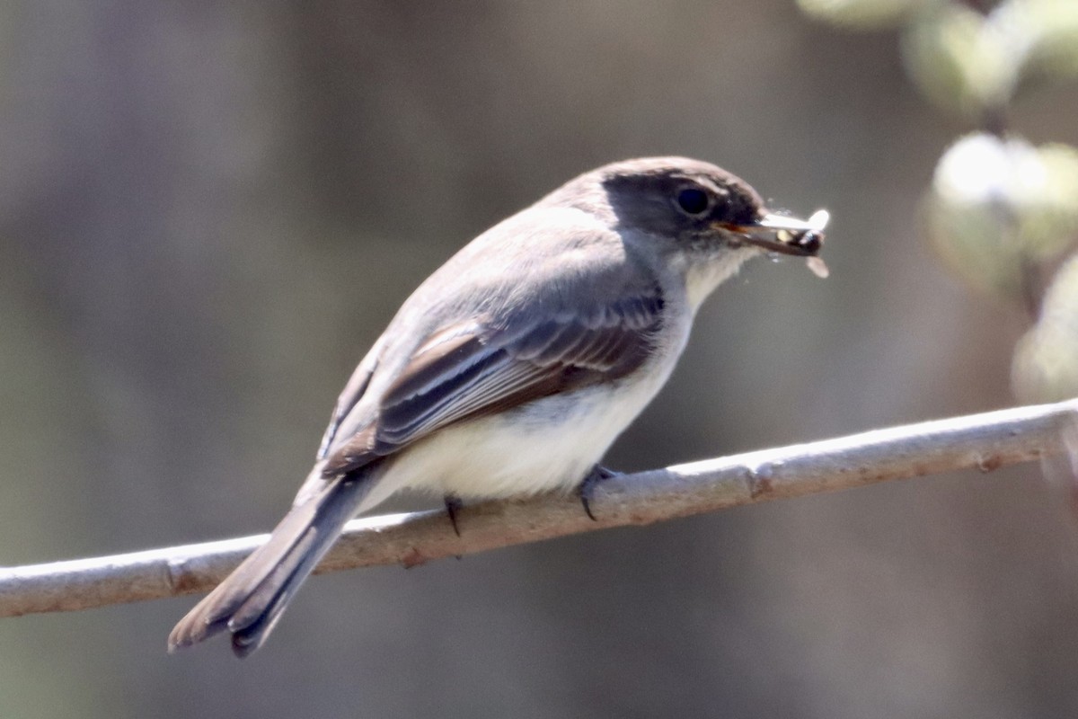 Eastern Phoebe - ML441277601