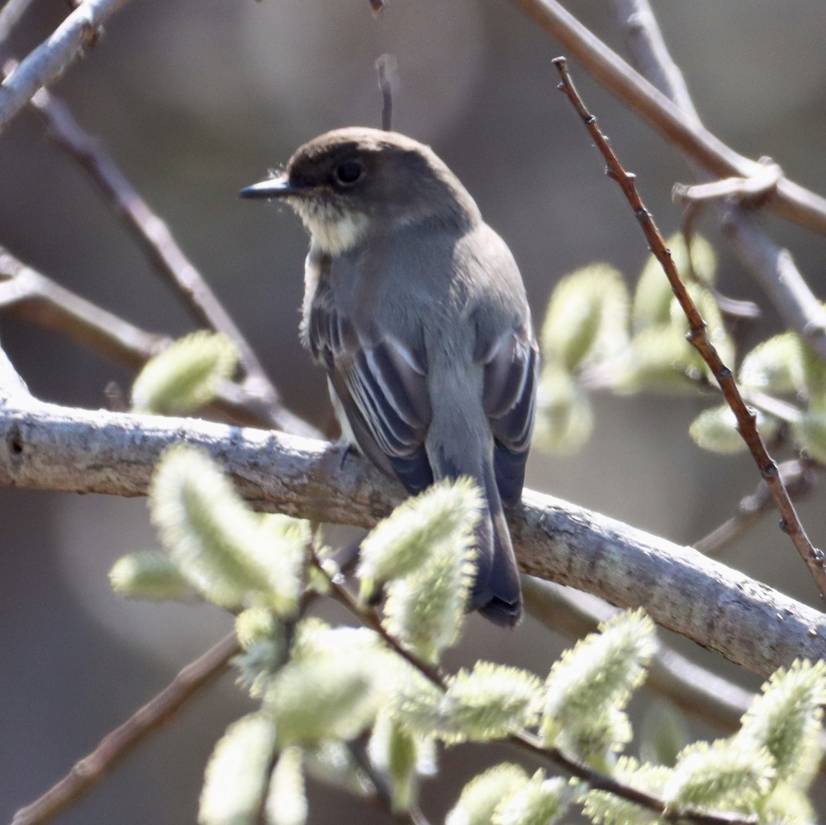 Eastern Phoebe - ML441277631