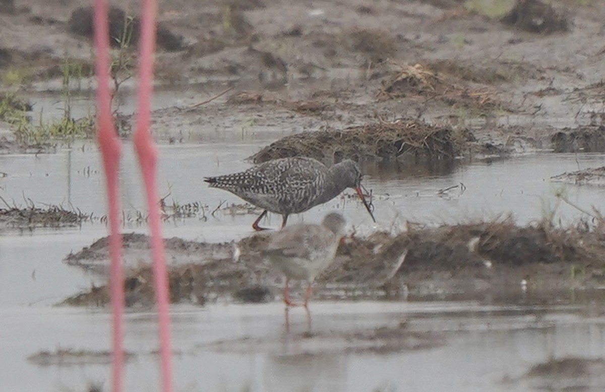 Spotted Redshank - ML441278371