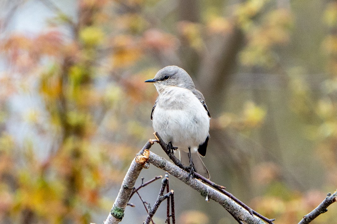 Northern Mockingbird - ML441278831