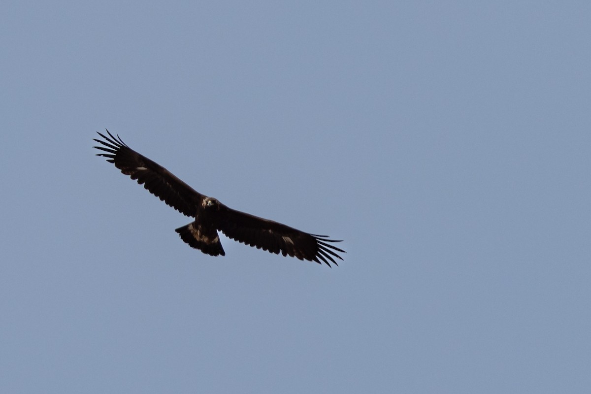 Golden Eagle - Dan Ellison