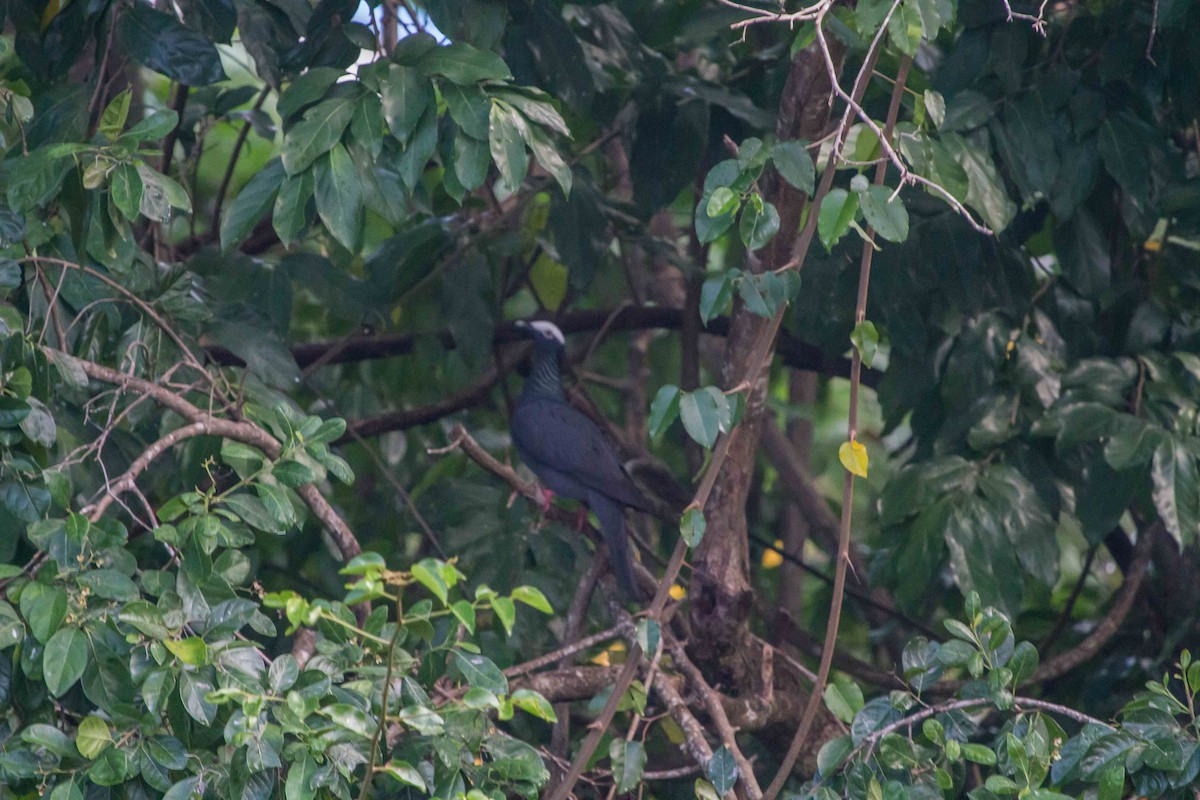 White-crowned Pigeon - ML441279441