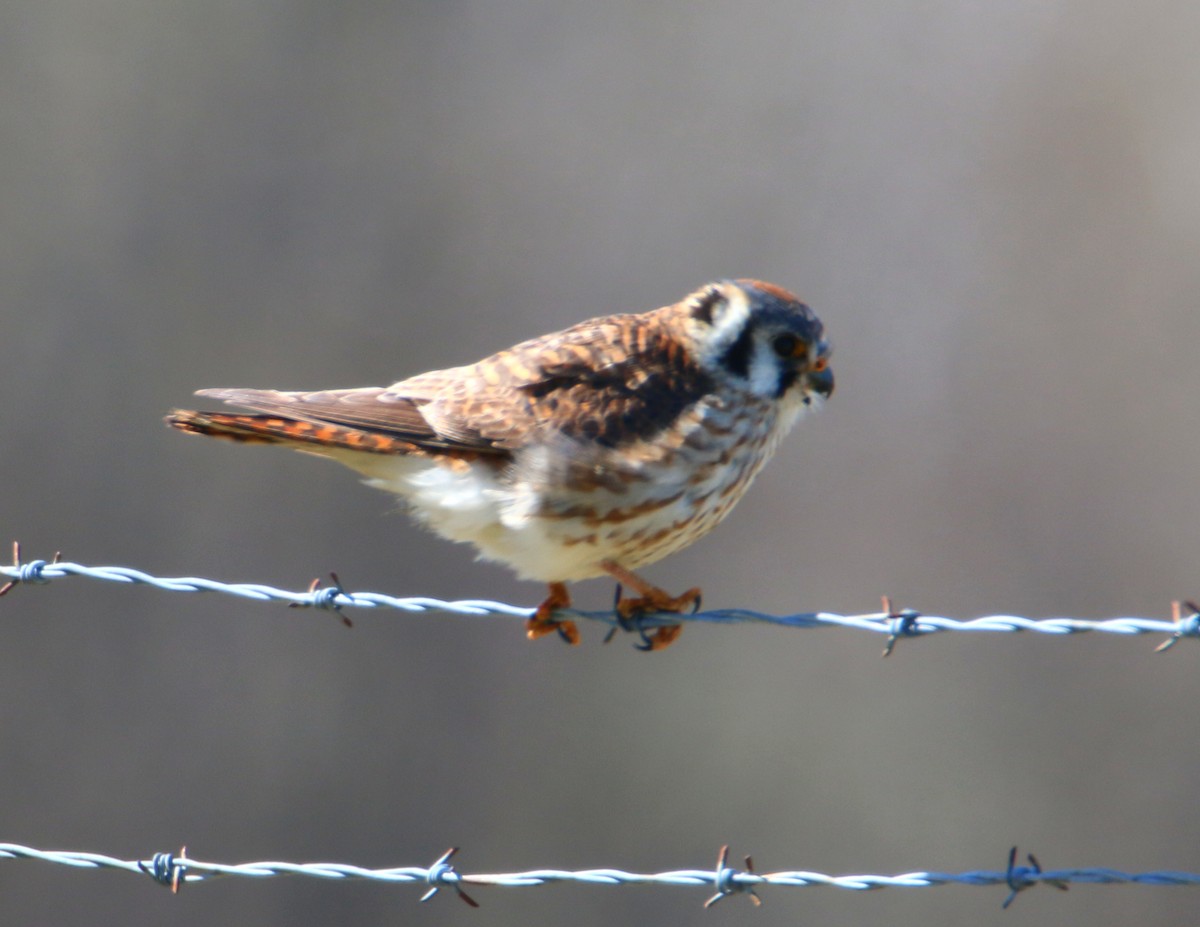 American Kestrel - ML441283071