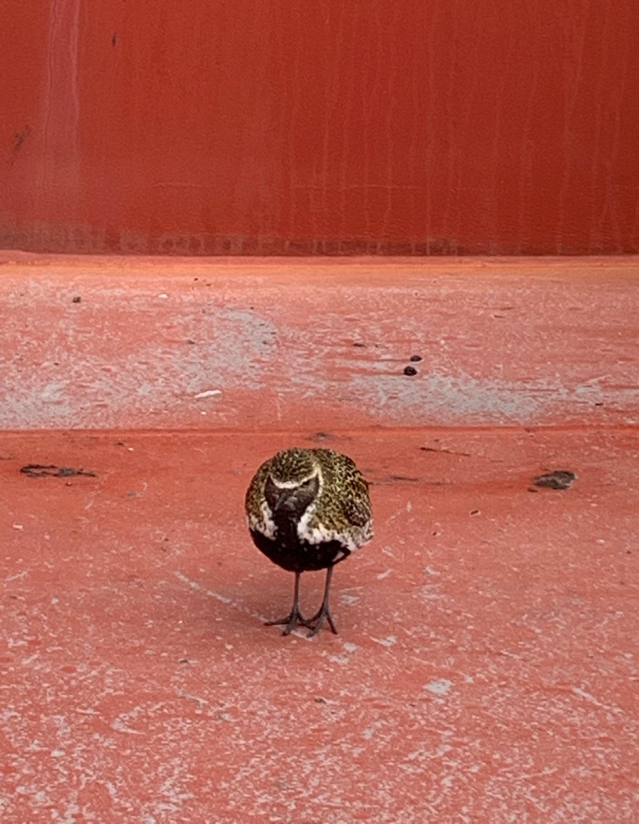 European Golden-Plover - ML441284031