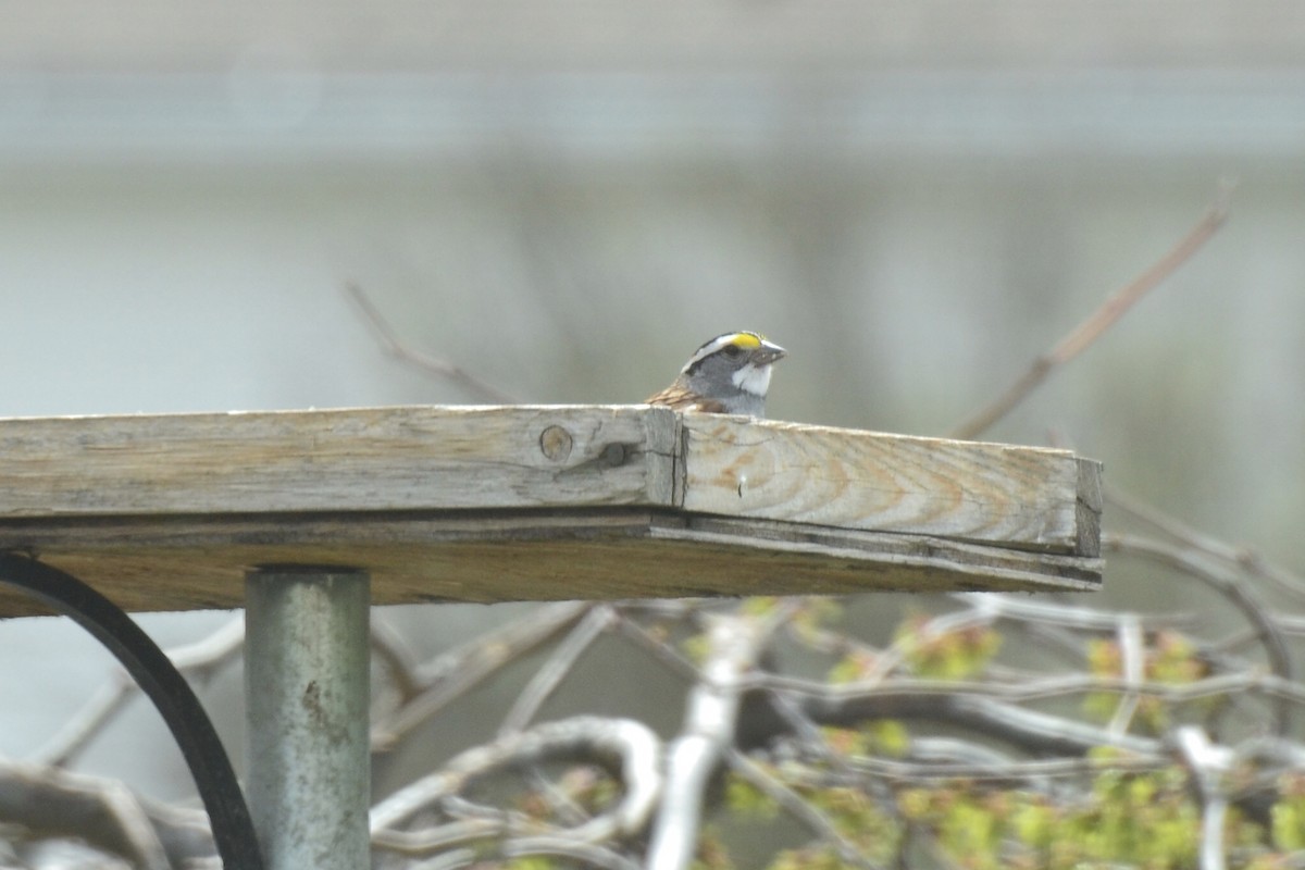 White-throated Sparrow - ML441285581