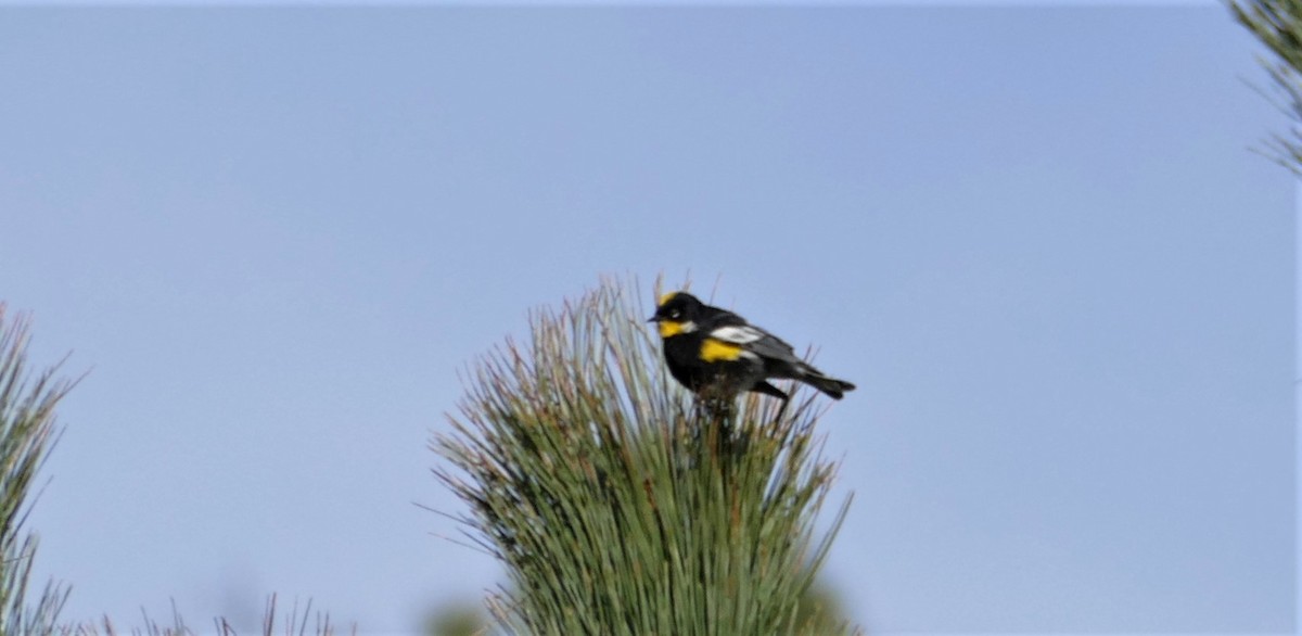 Yellow-rumped Warbler (Goldman's) - ML441285661