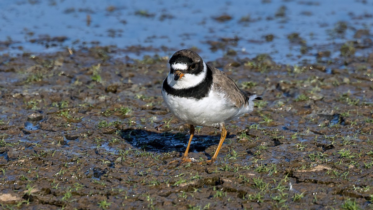 Semipalmated Plover - Jim Gain