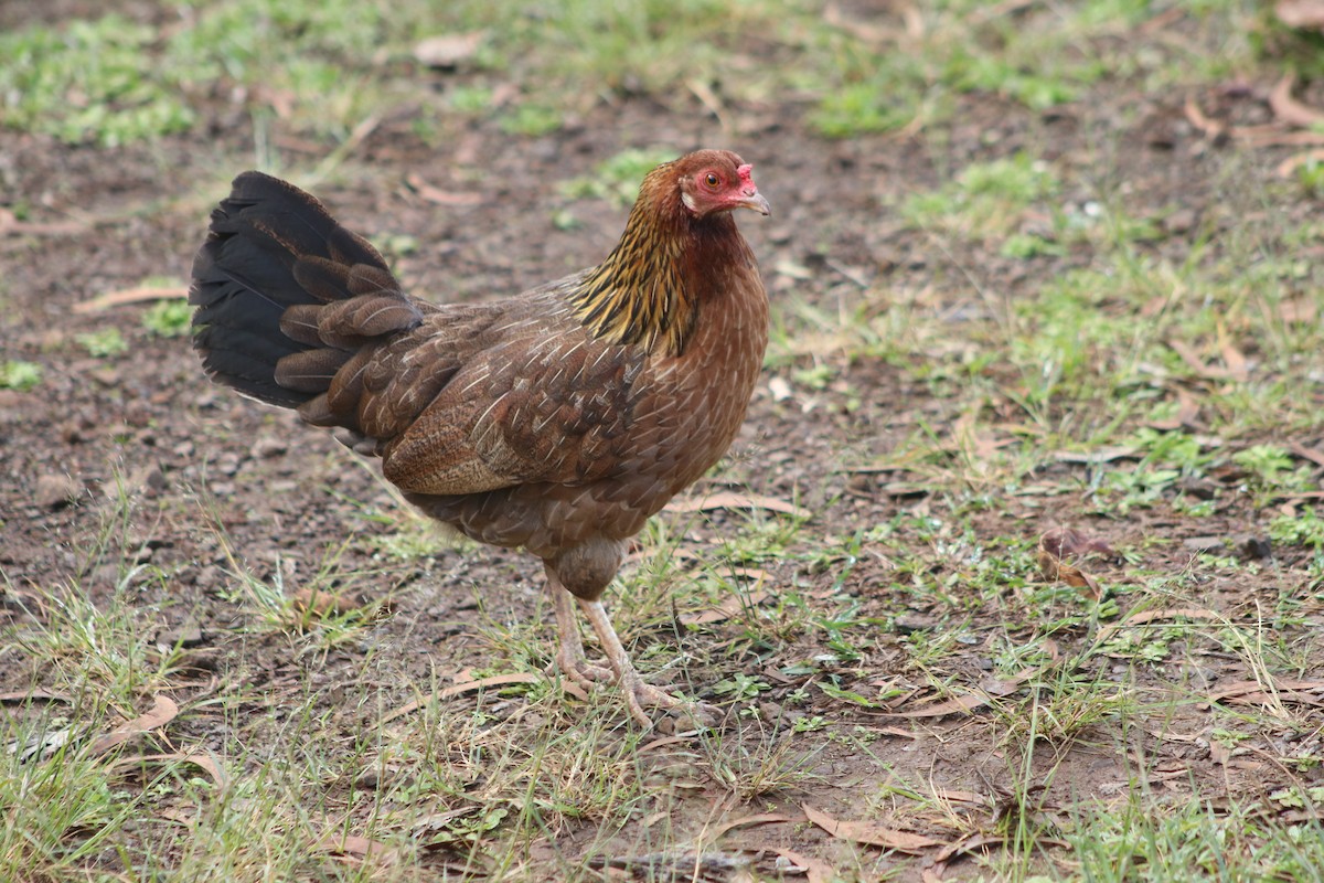 Red Junglefowl (Domestic type) - Susan Szeszol