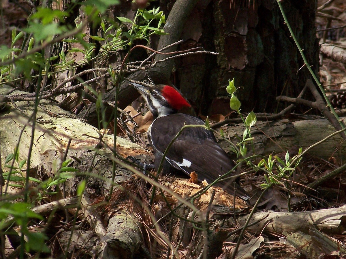 Pileated Woodpecker - ML441287141