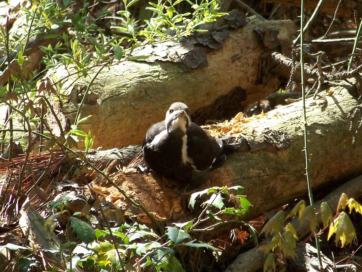 Pileated Woodpecker - ML441287151