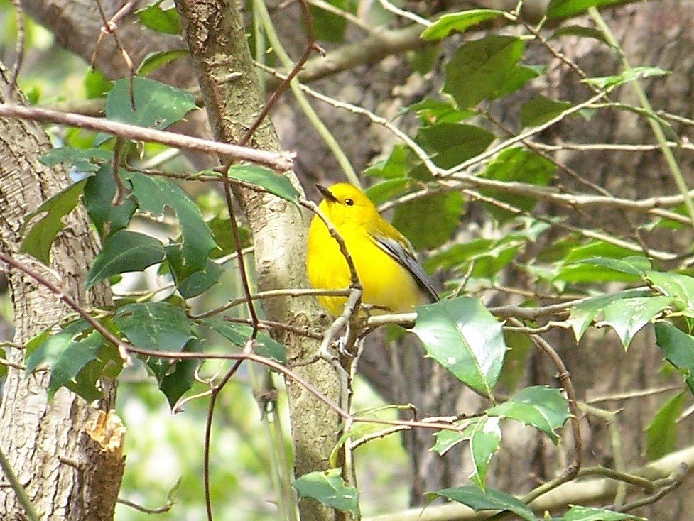 Prothonotary Warbler - ML441287331