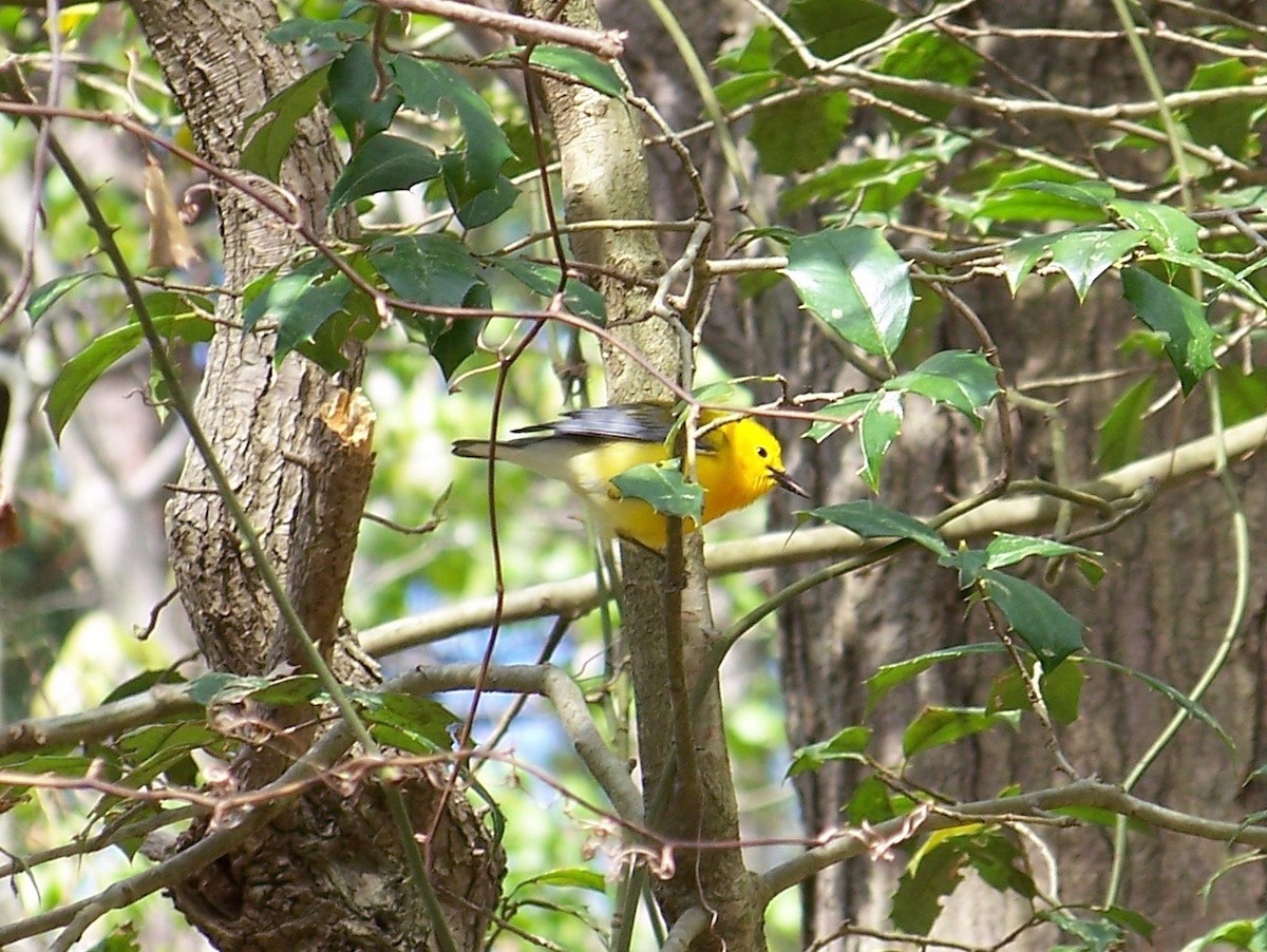 Prothonotary Warbler - ML441287341