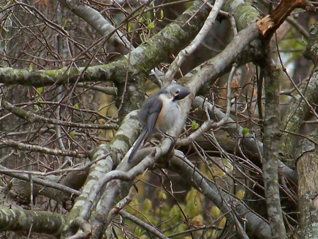 Tufted Titmouse - ML441288401