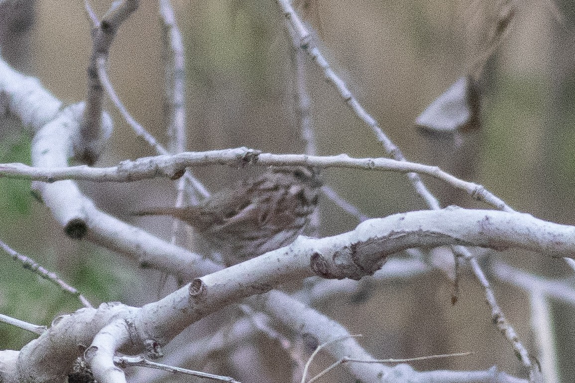 Song Sparrow - ML441289111