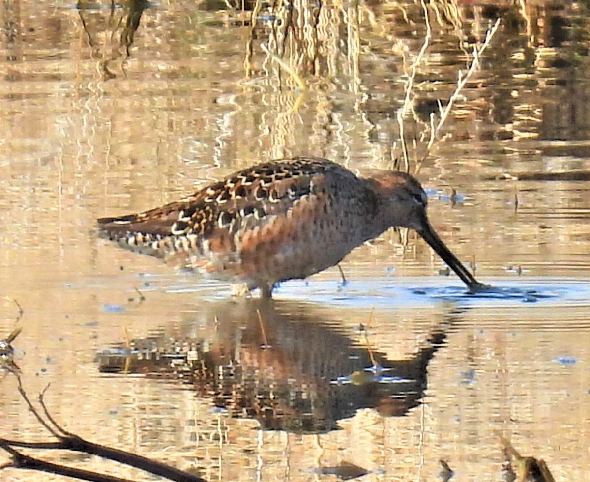 Long-billed Dowitcher - ML441290171