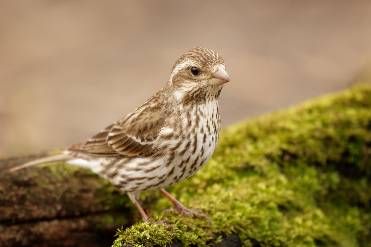 Purple Finch - ML441291421
