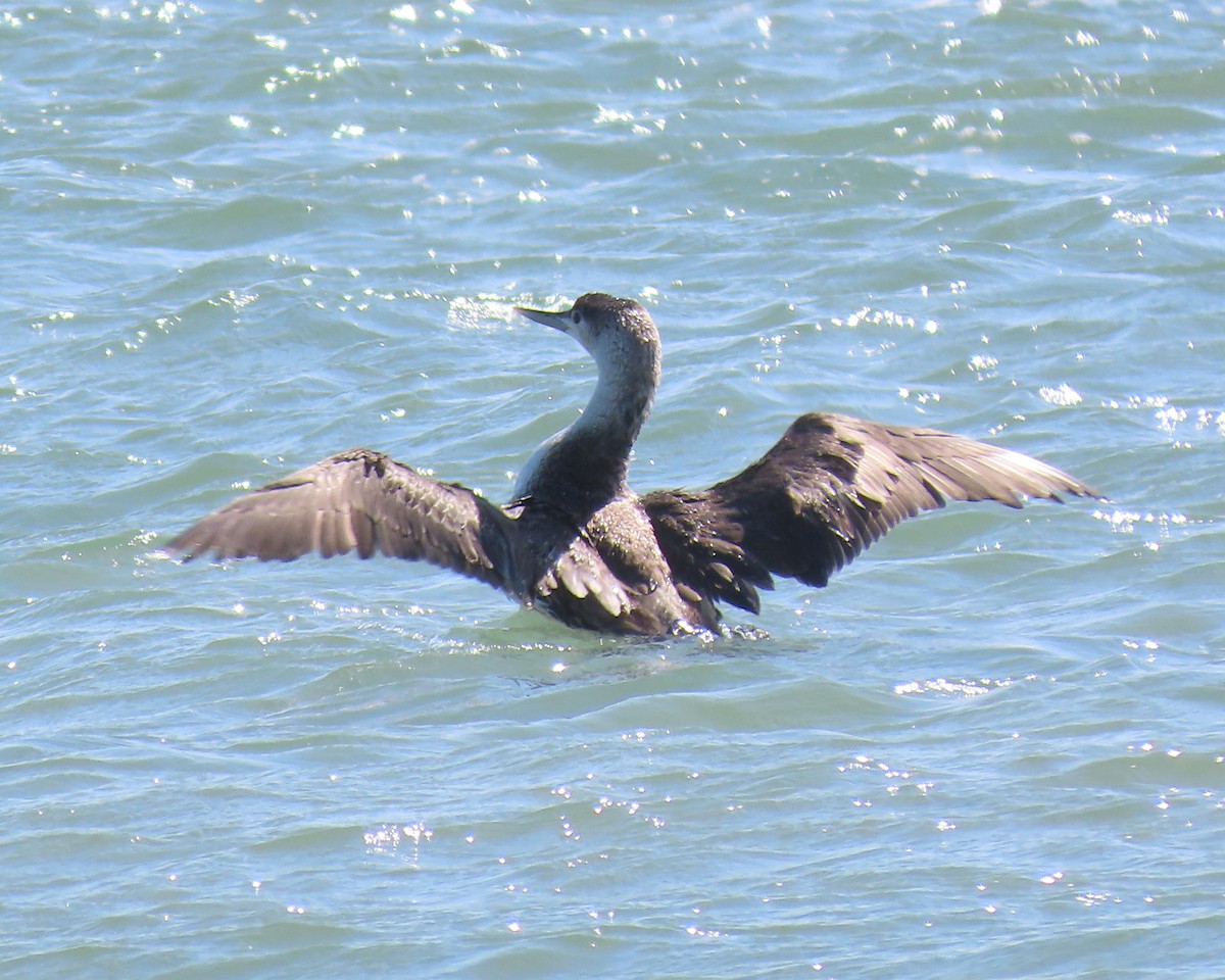 Red-throated Loon - ML441292651