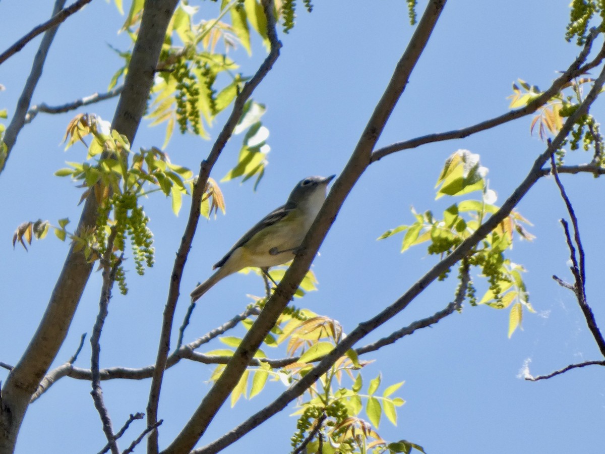 Viréo de Cassin - ML441293551