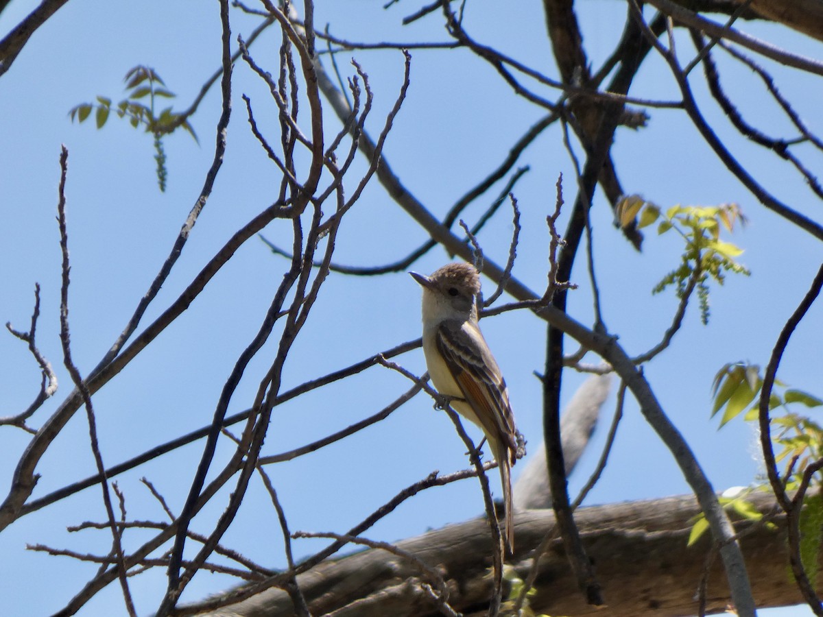 Tyran à gorge cendrée - ML441293761