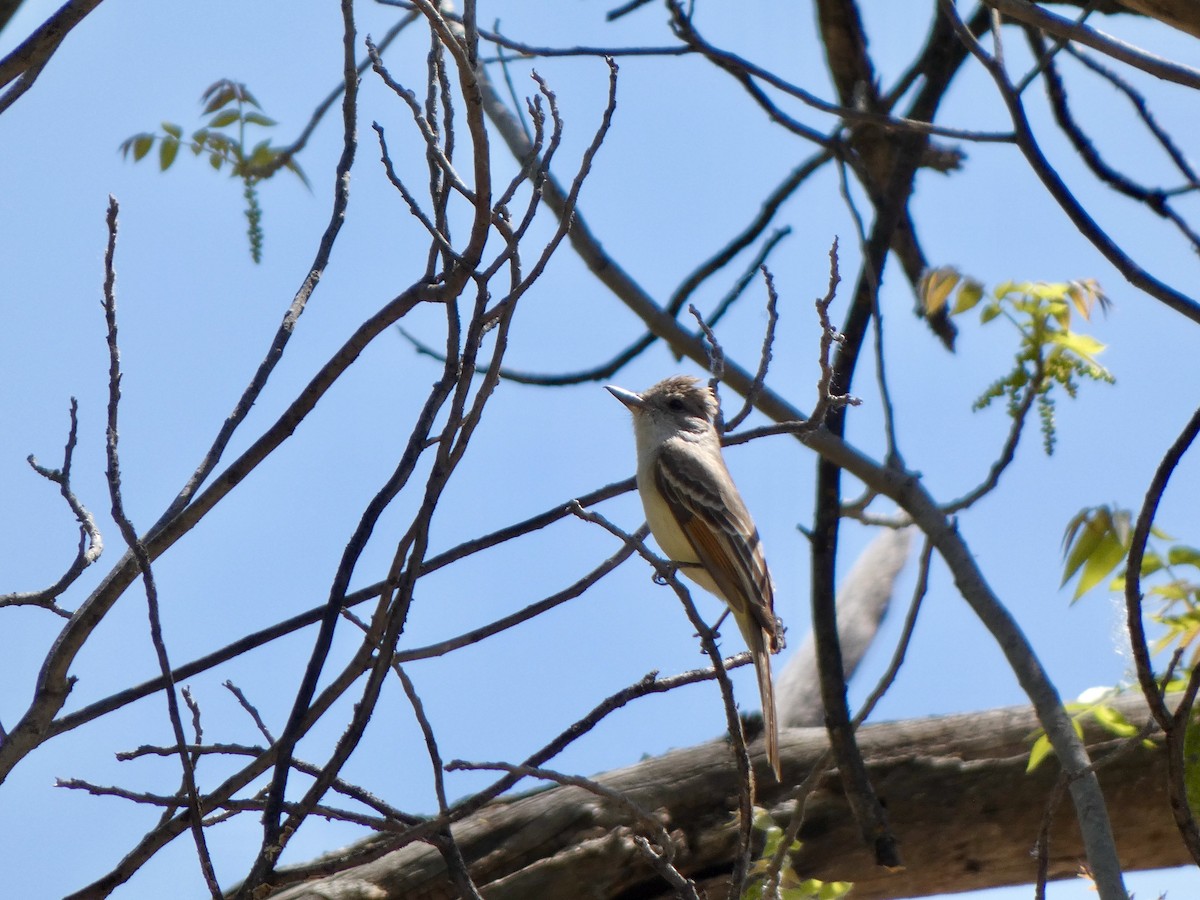Tyran à gorge cendrée - ML441293791