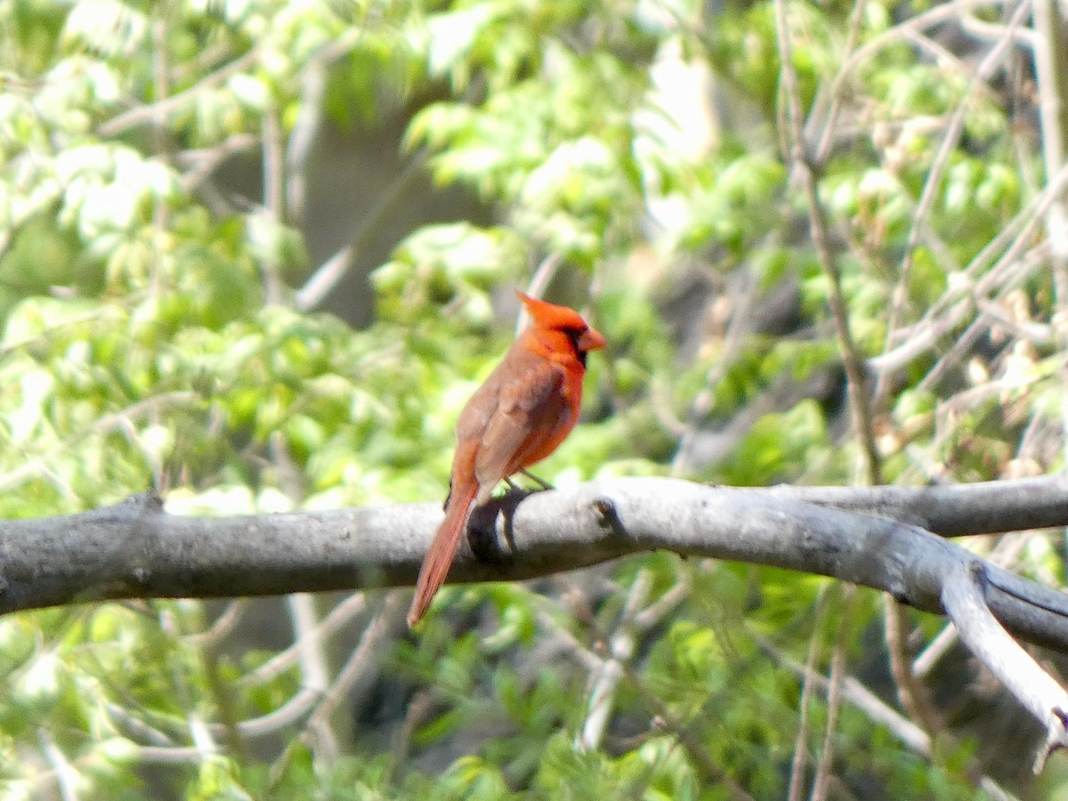 Cardinal rouge - ML441294001