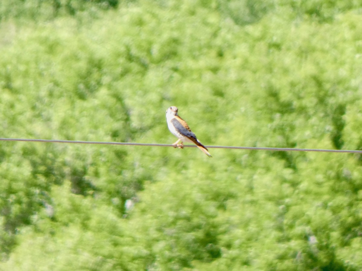 Crécerelle d'Amérique - ML441294051