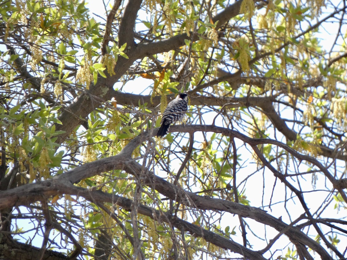 Pic arlequin - ML441294081