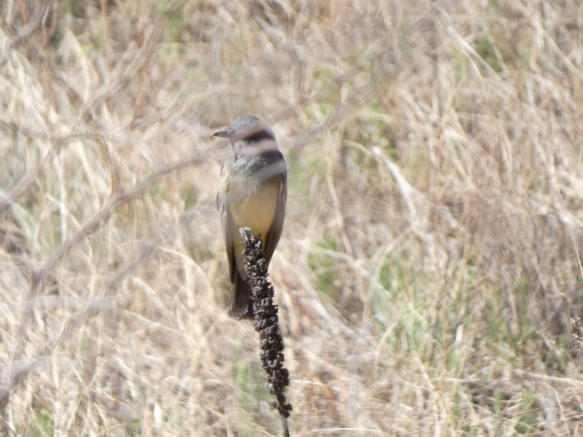 Tyran de Cassin - ML441294181