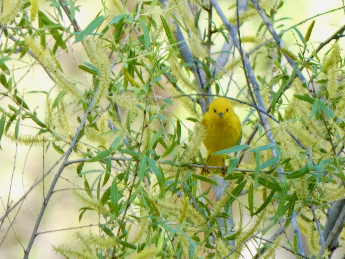 Paruline jaune - ML441294331