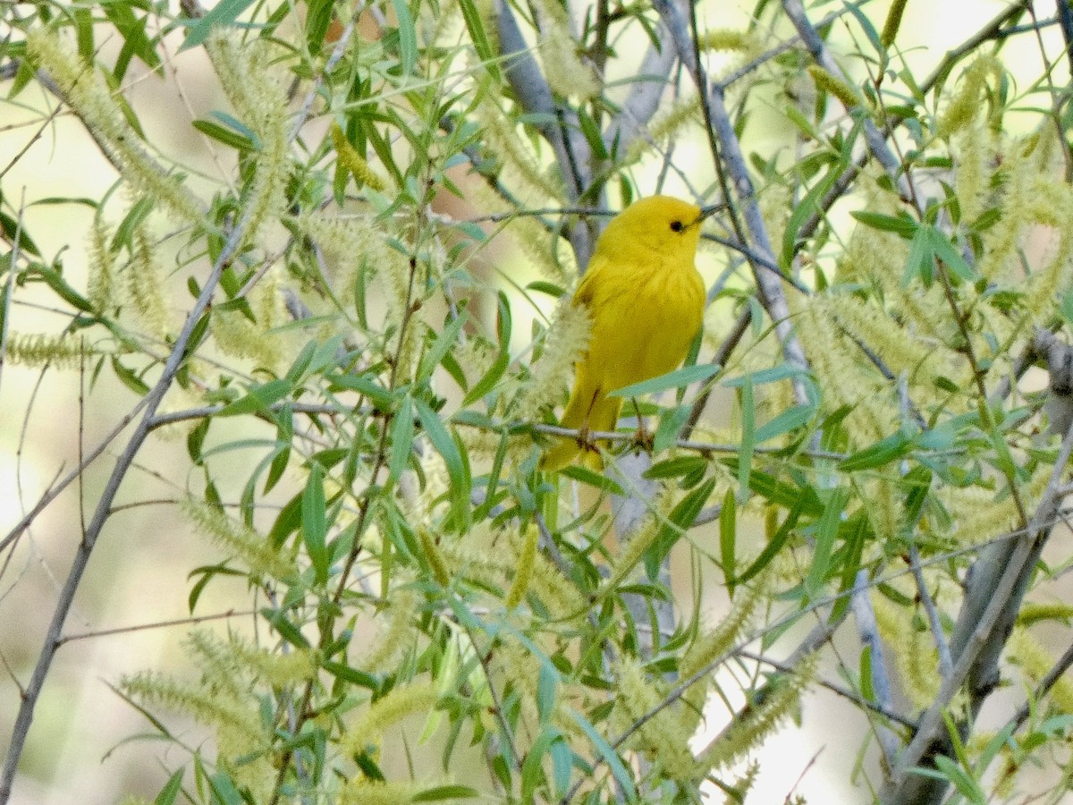 Paruline jaune - ML441294351