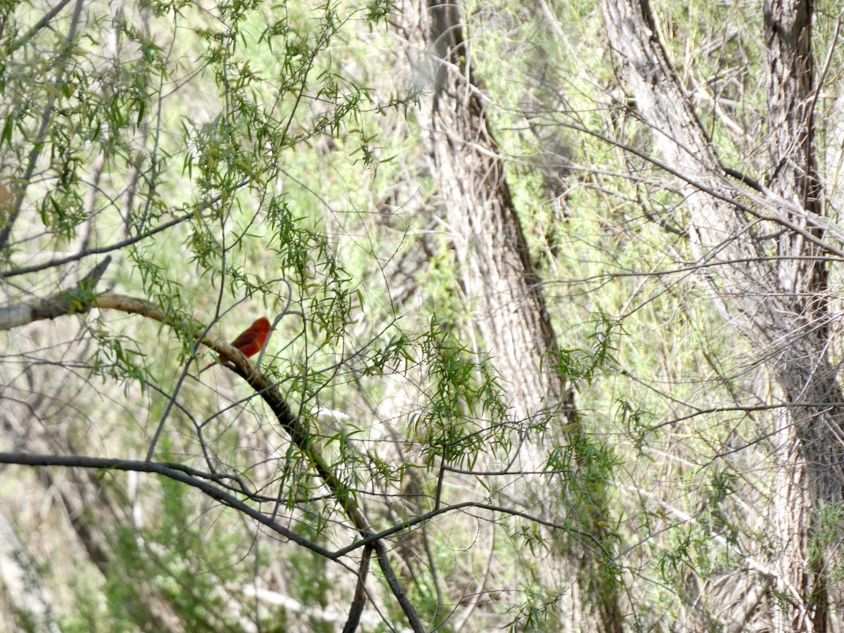 Piranga vermillon - ML441294381