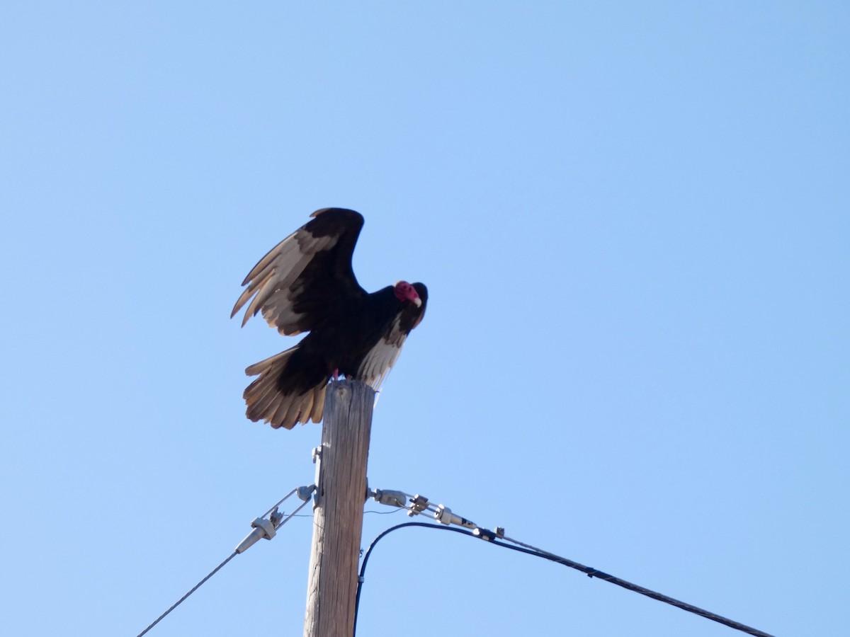 Urubu à tête rouge - ML441294461