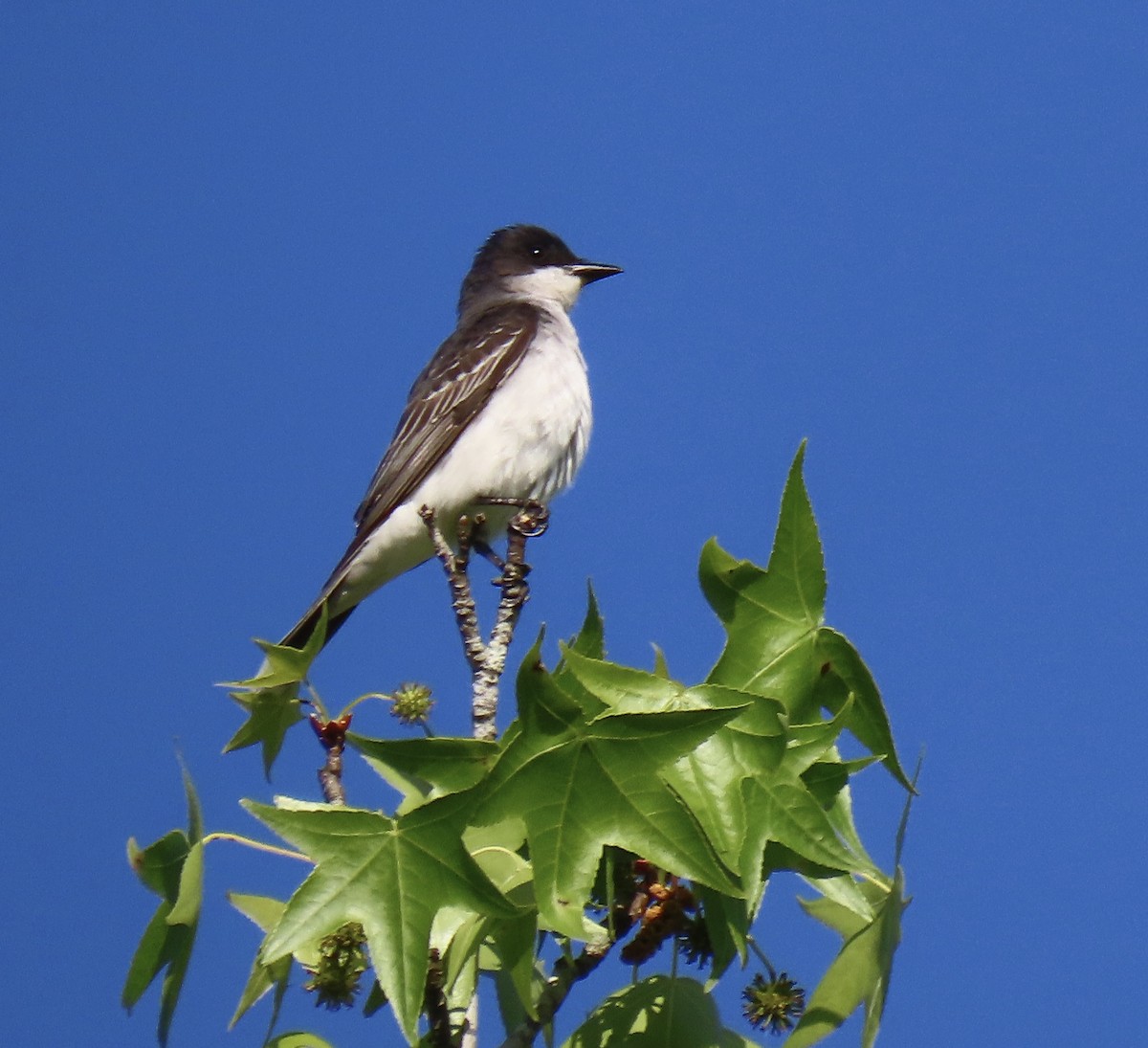 Eastern Kingbird - ML441294661